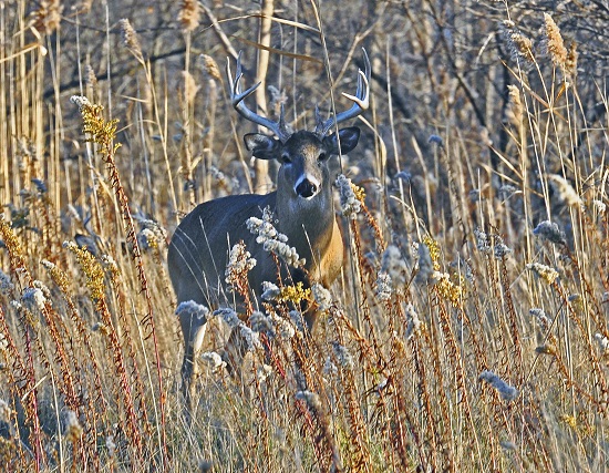 Buck in the Brush - AcrylicArtists